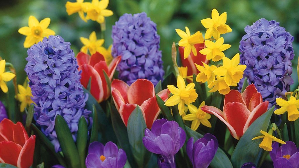 Today is a Good Day Spring Flowers