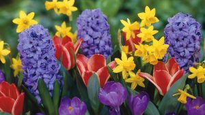 Today is a Good Day Spring Flowers